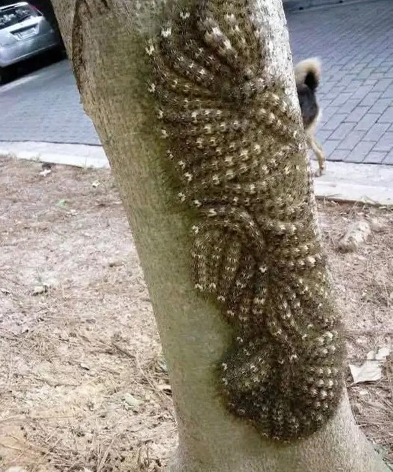 530116883_1318577412994288_549248991719910513_n