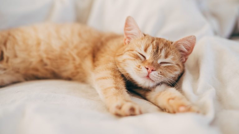 A ginger cat sleeps in his soft cozy bed on a floor carpet, soft focus