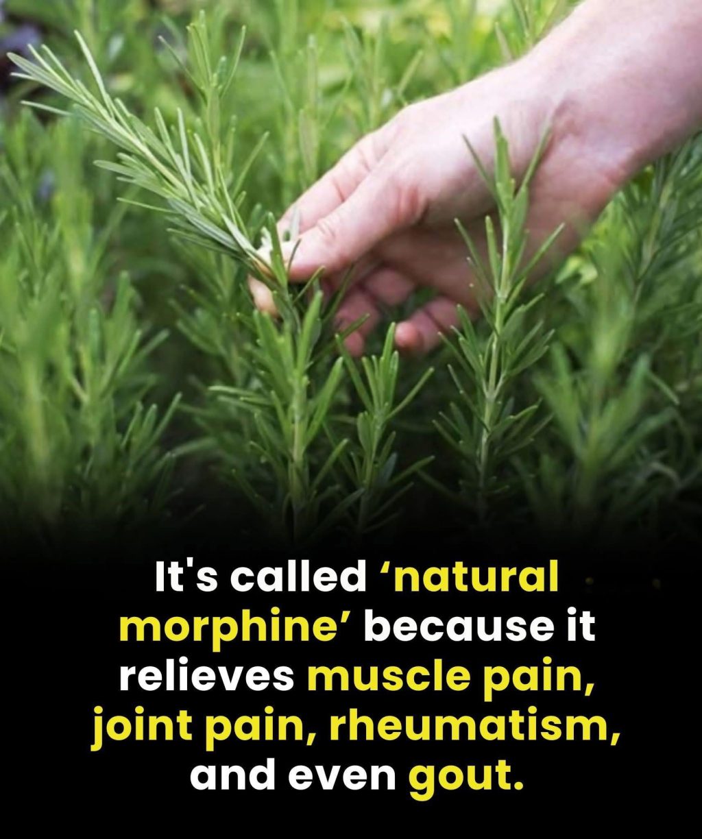 580779176_850897307465587_5677503091641051178_n