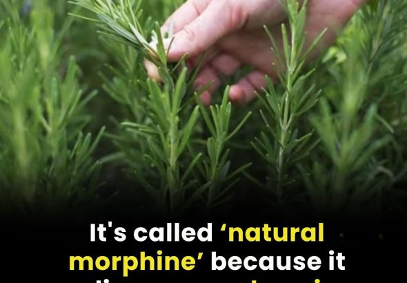 580779176_850897307465587_5677503091641051178_n