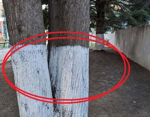 586186640_122161129352781266_2137097134547425881_n