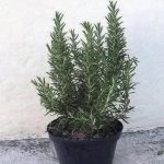 587254845_122161132160781266_2719200816164163933_n