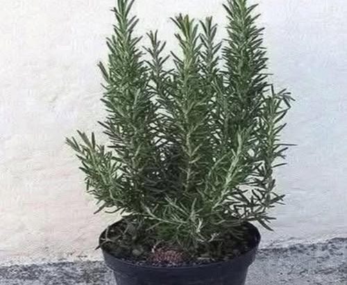 587254845_122161132160781266_2719200816164163933_n