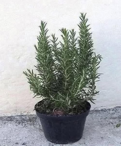 587254845_122161132160781266_2719200816164163933_n