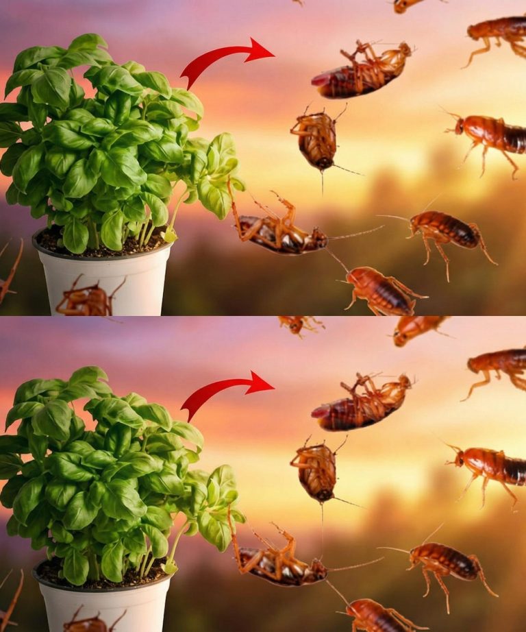 597851067_122215077170108484_4297085986870745520_n