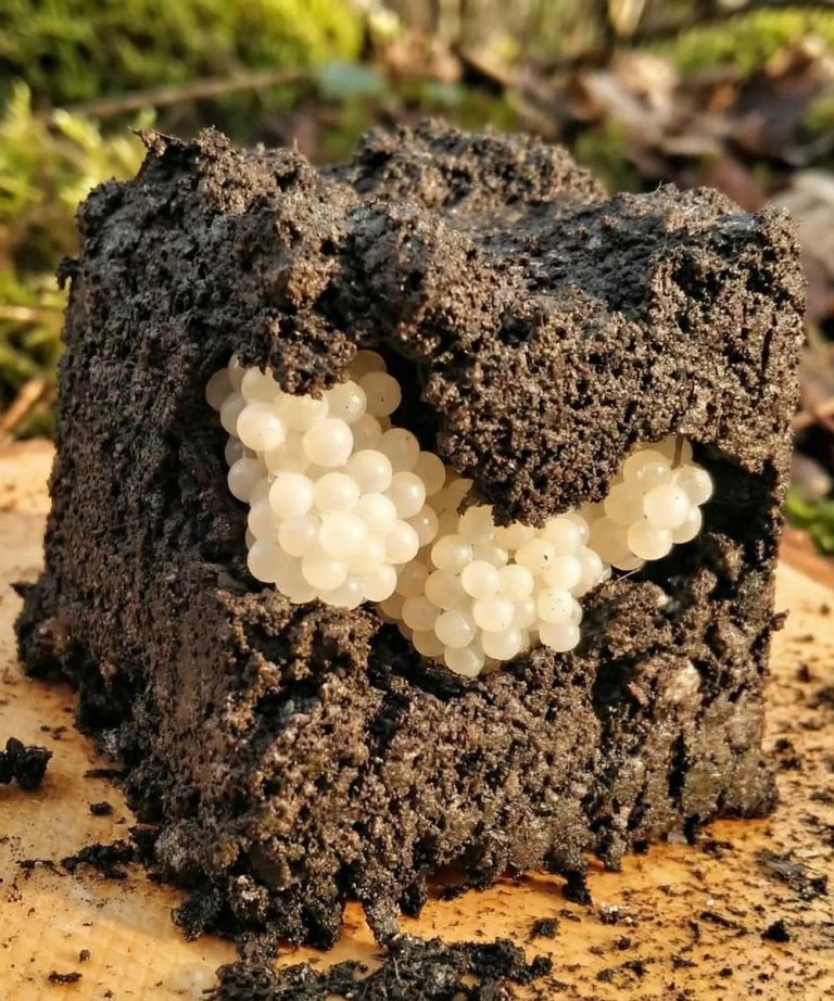 600041679_122216186618108484_2052240143518308652_n