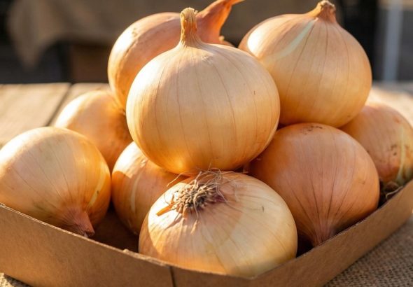 597179077_122215591826108484_783262693849466909_n