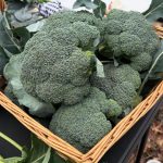 612230637_122218364576108484_6148489278754182039_n