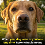 tinywow_631359687_122221309910108484_1249588046032992672_n_87974296