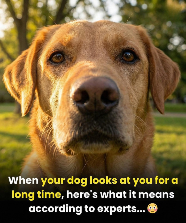 tinywow_631359687_122221309910108484_1249588046032992672_n_87974296