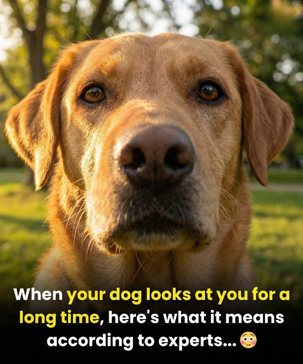 tinywow_631359687_122221309910108484_1249588046032992672_n_87974296